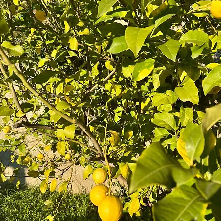 Des Ciappes Et Des Fees *