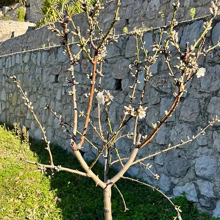 Des Ciappes Et Des Fees Мантон