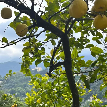 Des Ciappes Et Des Fees * マントン