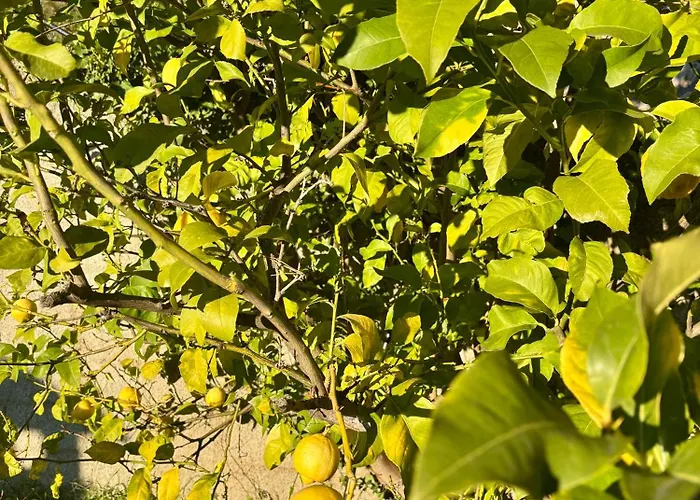 Des Ciappes Et Des Fees *