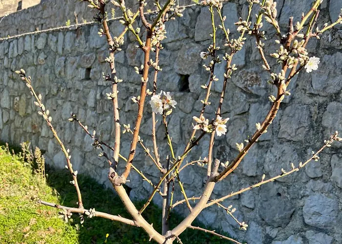 Des Ciappes Et Des Fees Mentone